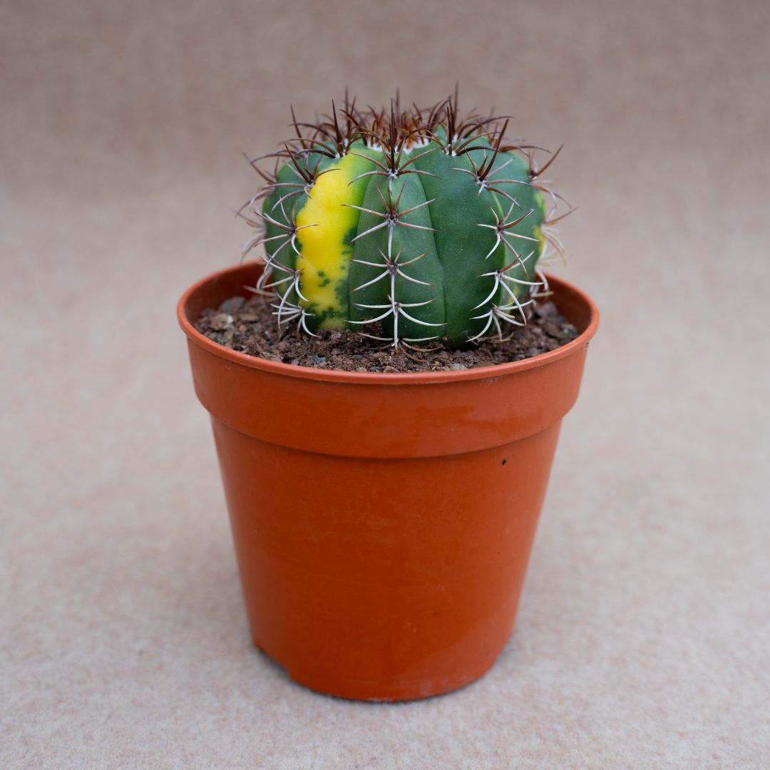 Melocactus sp variegato Ø 12