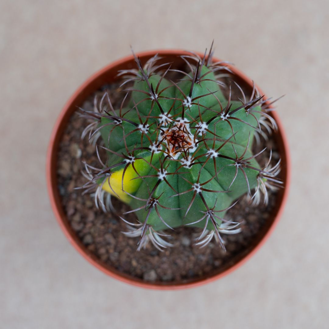 Melocactus sp variegato Ø 12