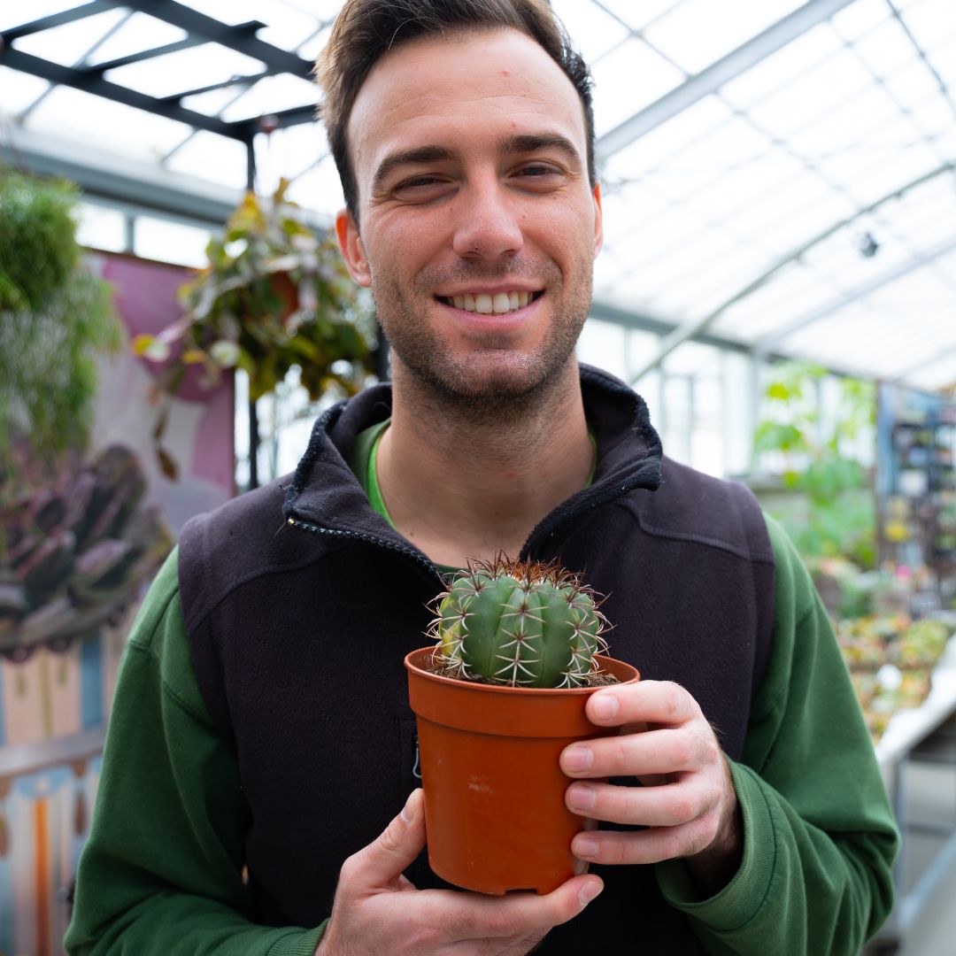Melocactus sp variegato Ø 12
