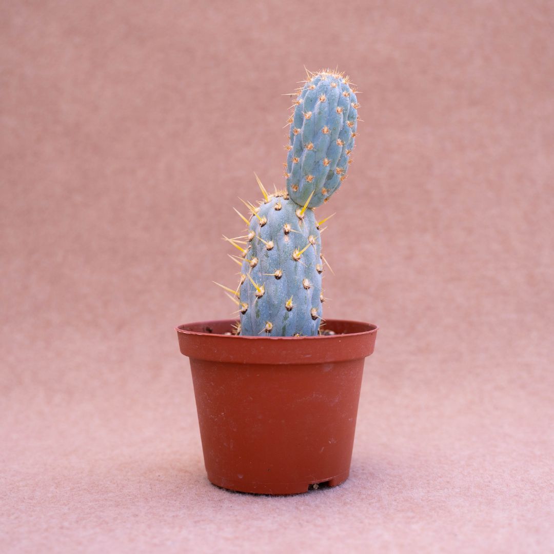 Opuntia miquelii Ø 10,5
