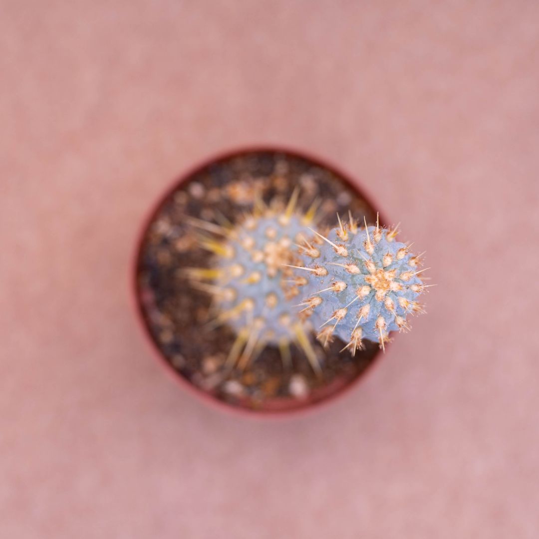 Opuntia miquelii Ø 10,5