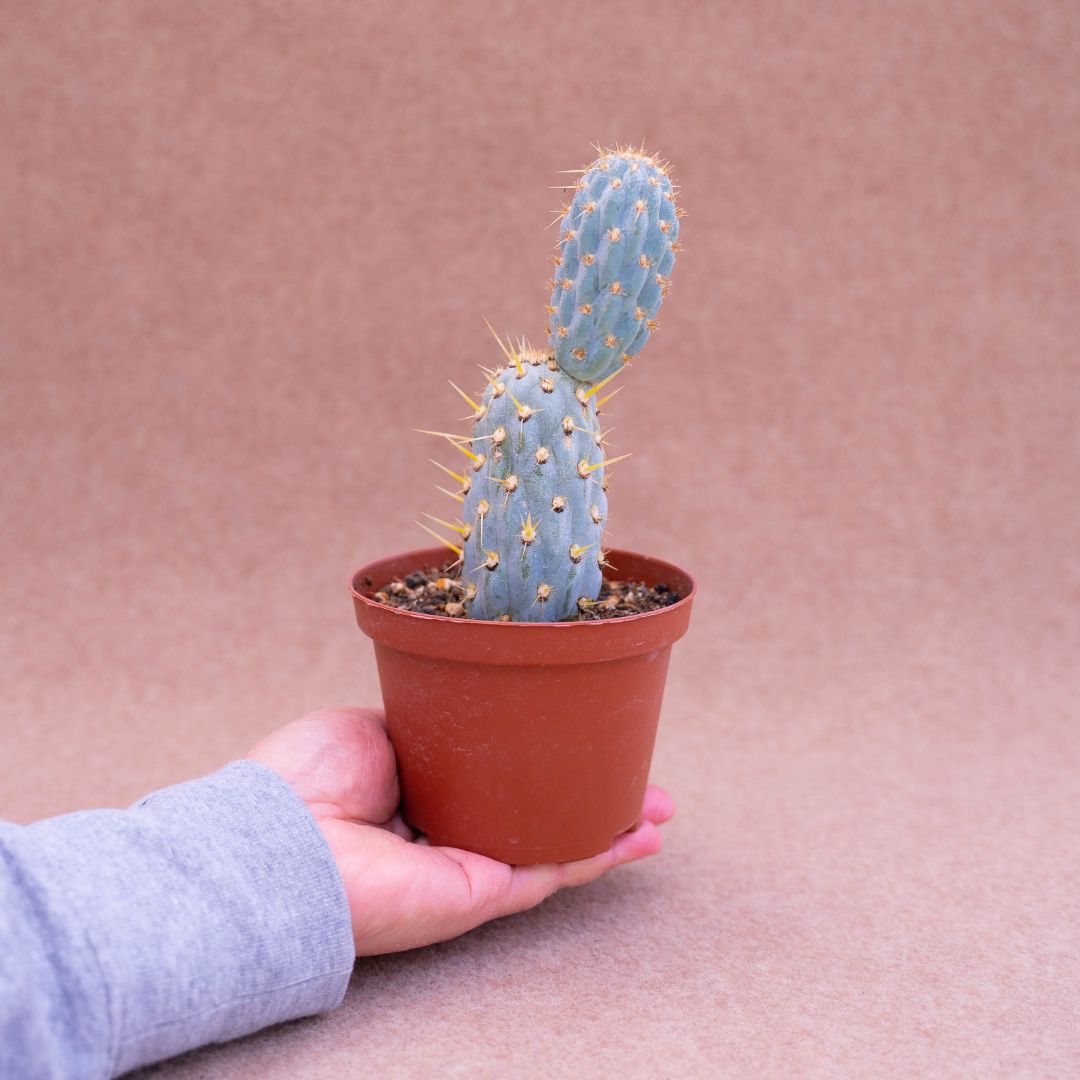 Opuntia miquelii Ø 10,5