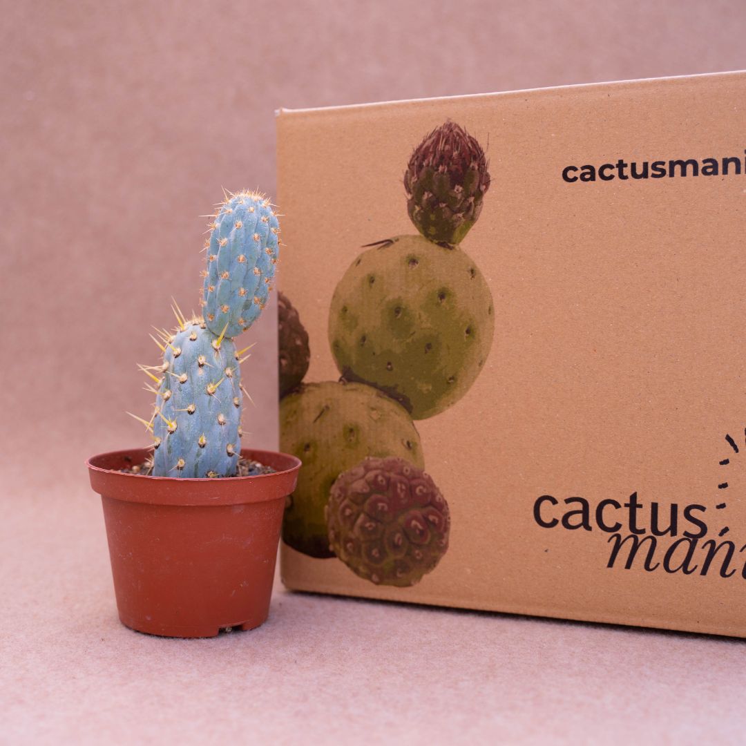 Opuntia miquelii Ø 10,5