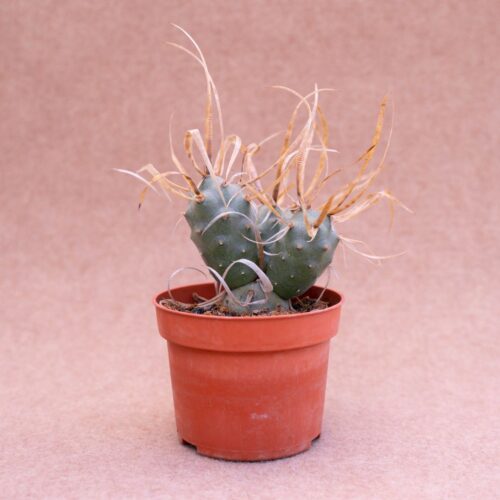 Tephrocactus articulatus papyracantha