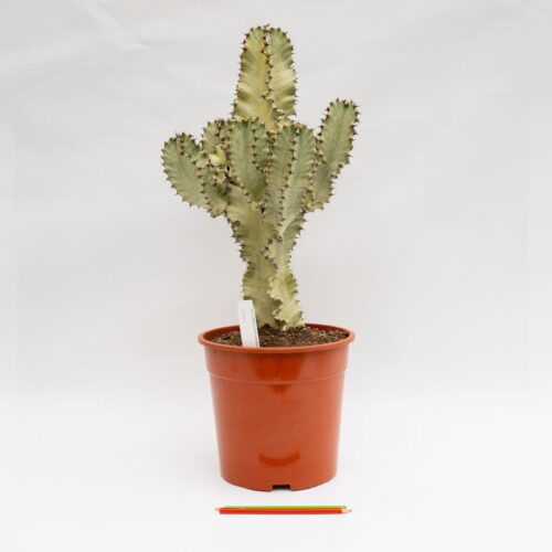 Euphorbia ingens variegata Ø 24 cm