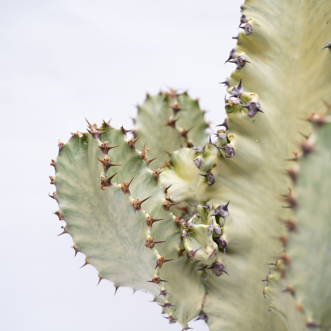 Euphorbia ingens variegata Ø 24 cm