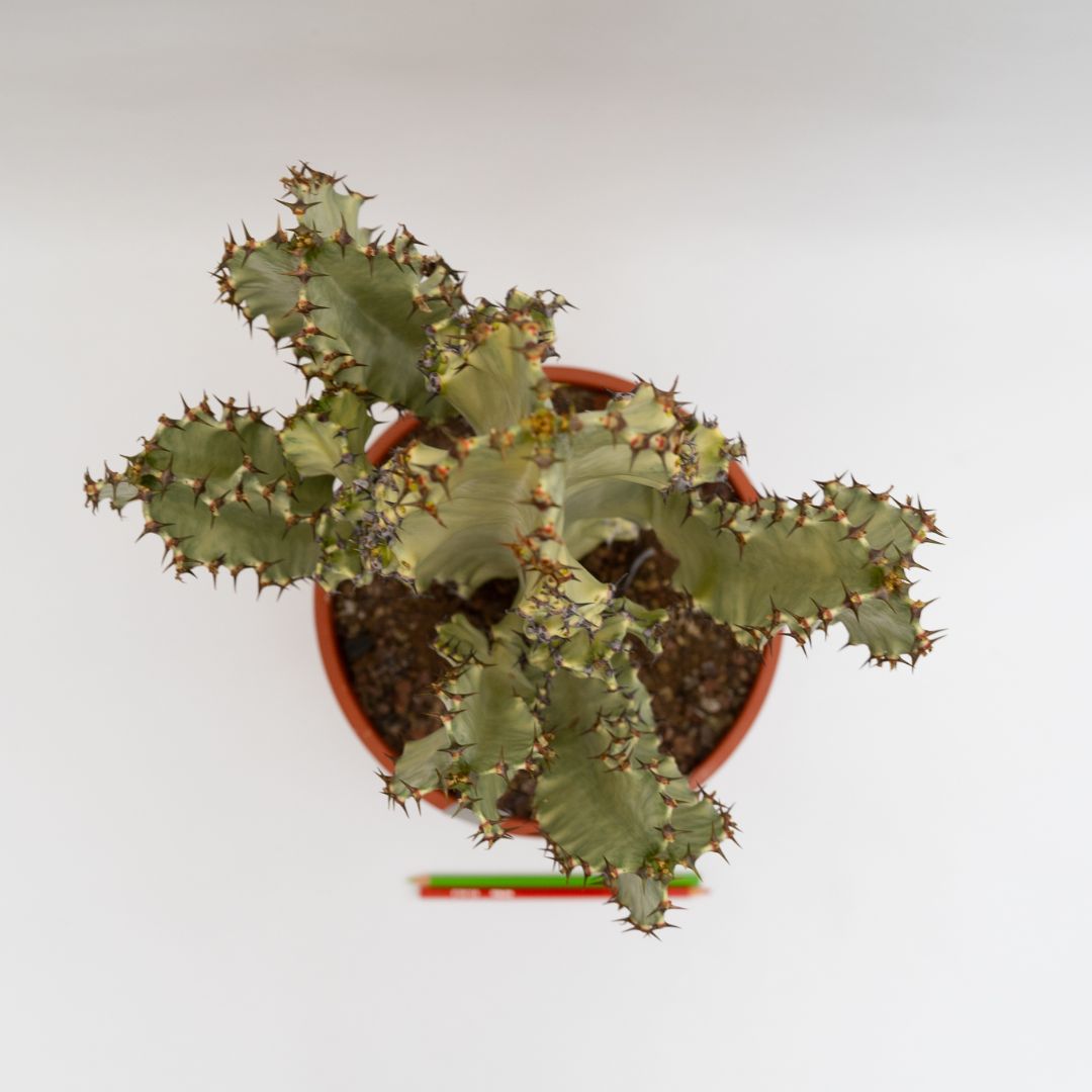 Euphorbia ingens variegata Ø 24 cm