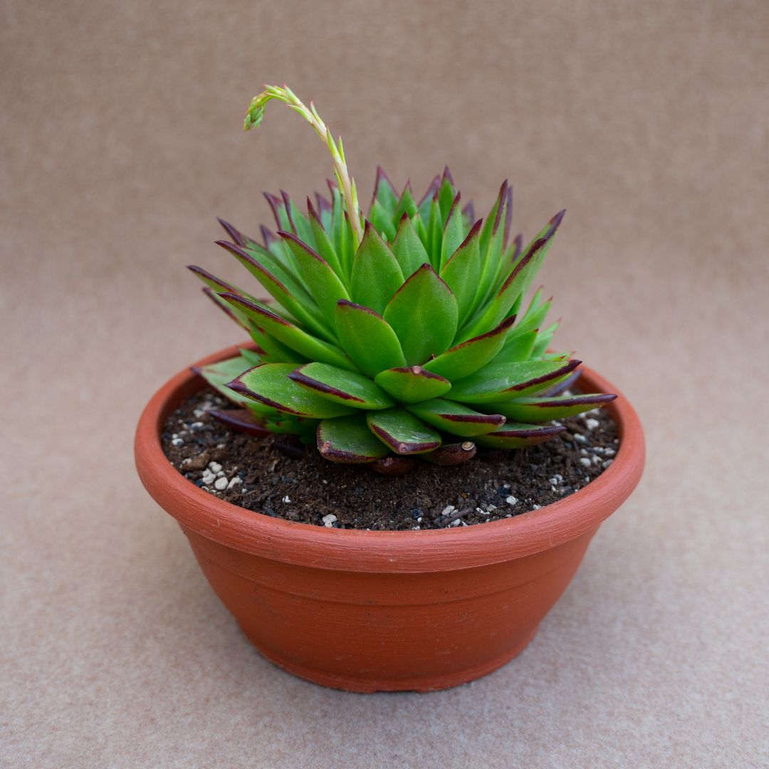 Echeveria agavoides lipstick