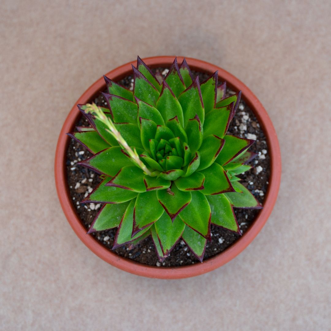 Echeveria agavoides lipstick