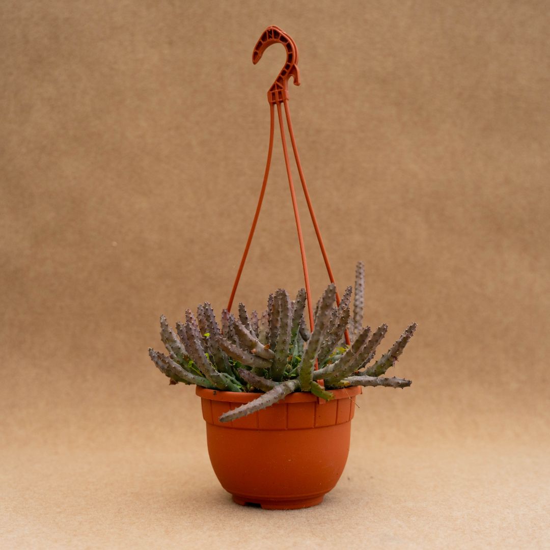 Huernia pendula Ø 14 cm