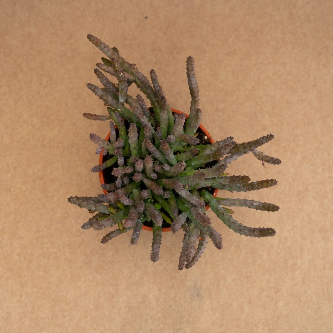 Huernia pendula Ø 14 cm