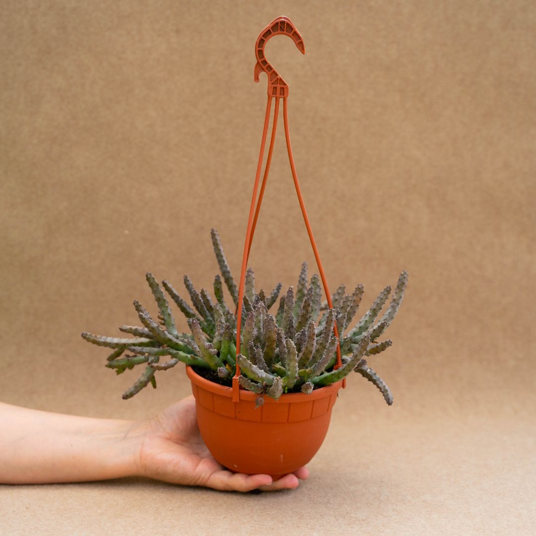 Huernia pendula Ø 14 cm