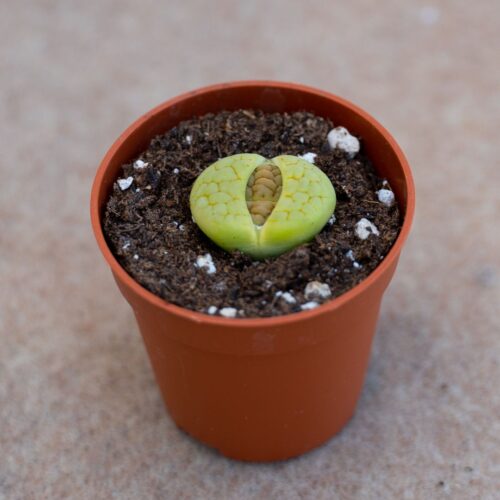 Lithops hookeri lutea aubarede C 038A