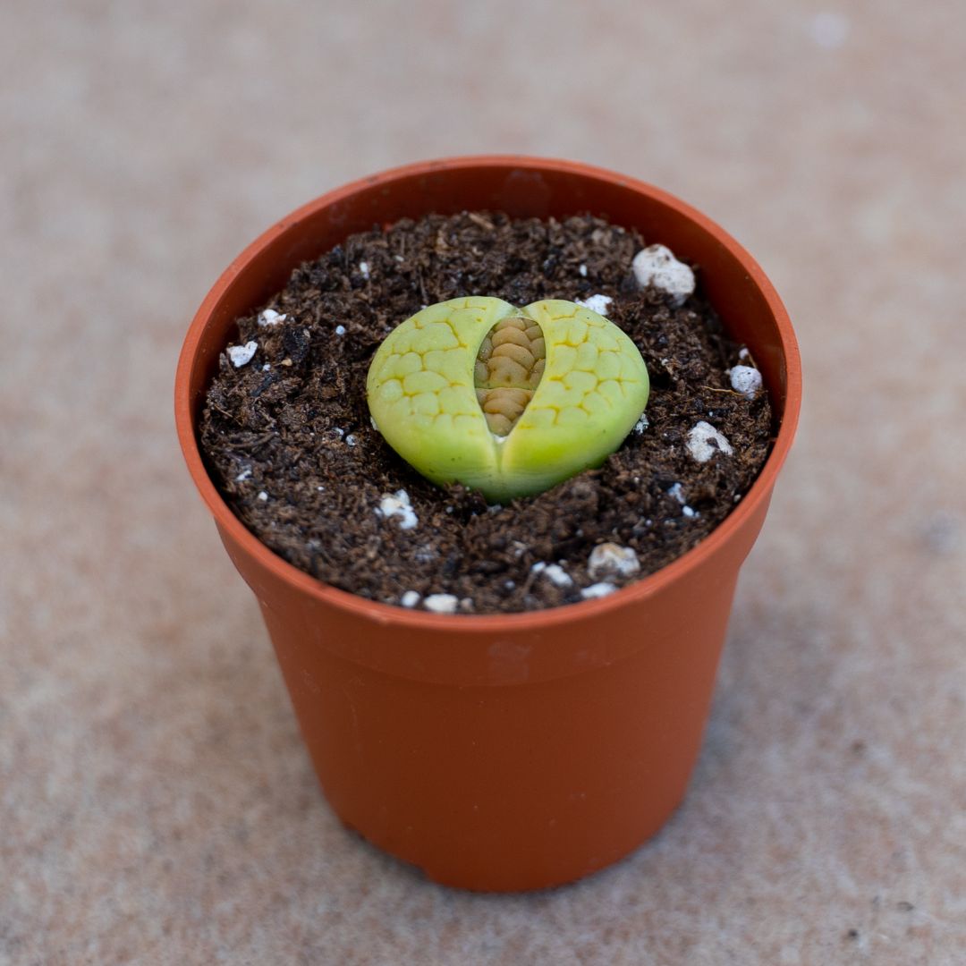 Lithops hookeri lutea aubarede C 038A
