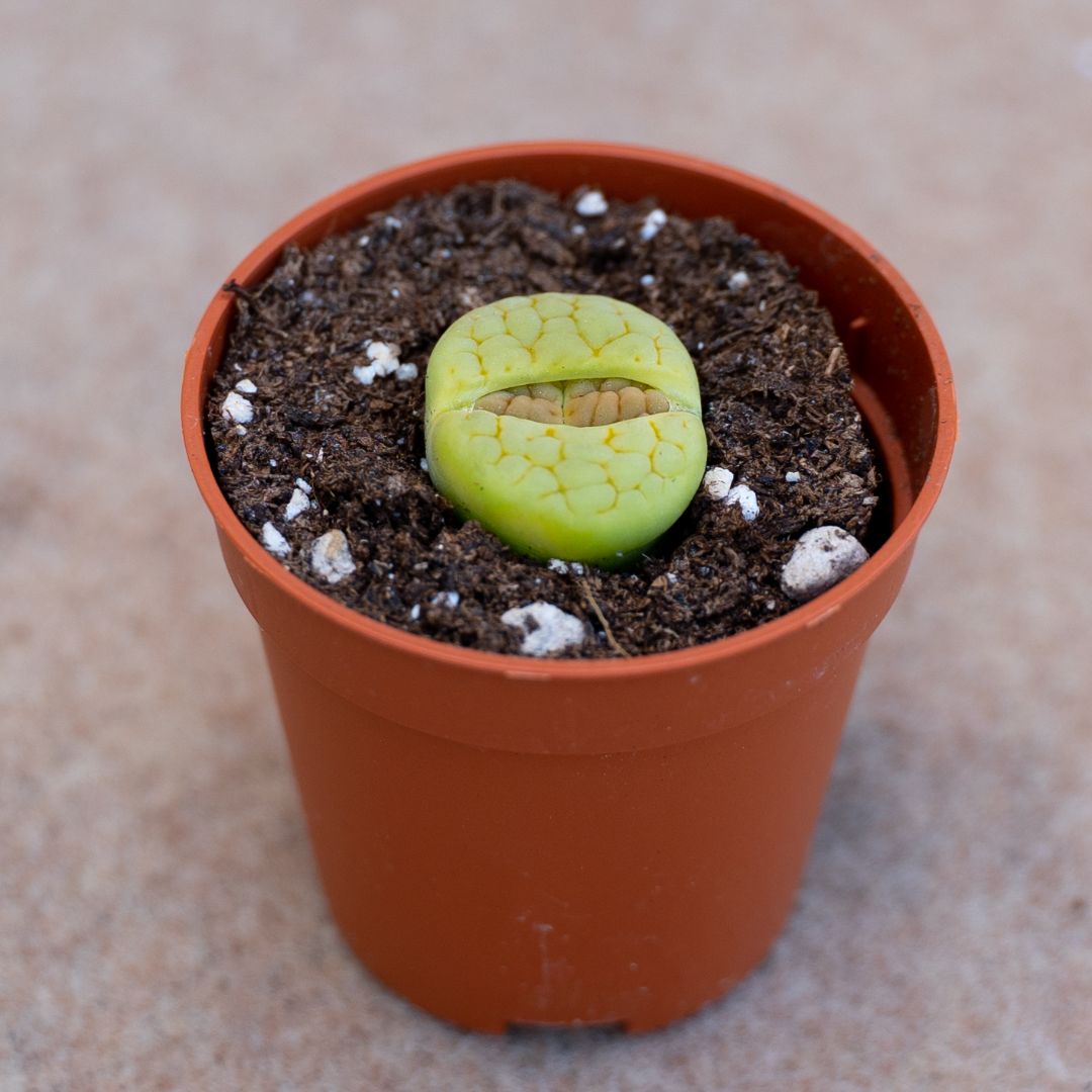 Lithops hookeri lutea aubarede C 038A