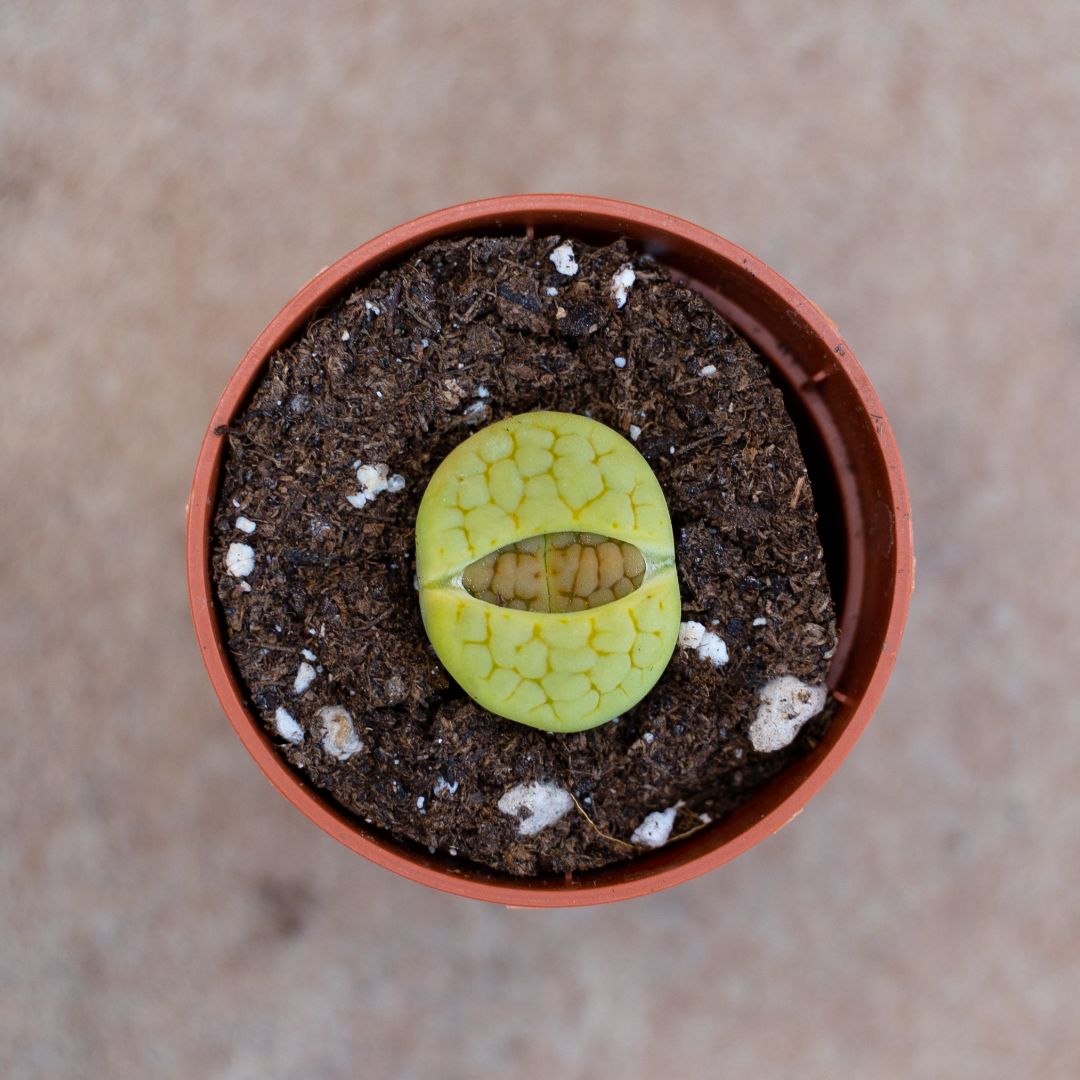 Lithops hookeri lutea aubarede C 038A