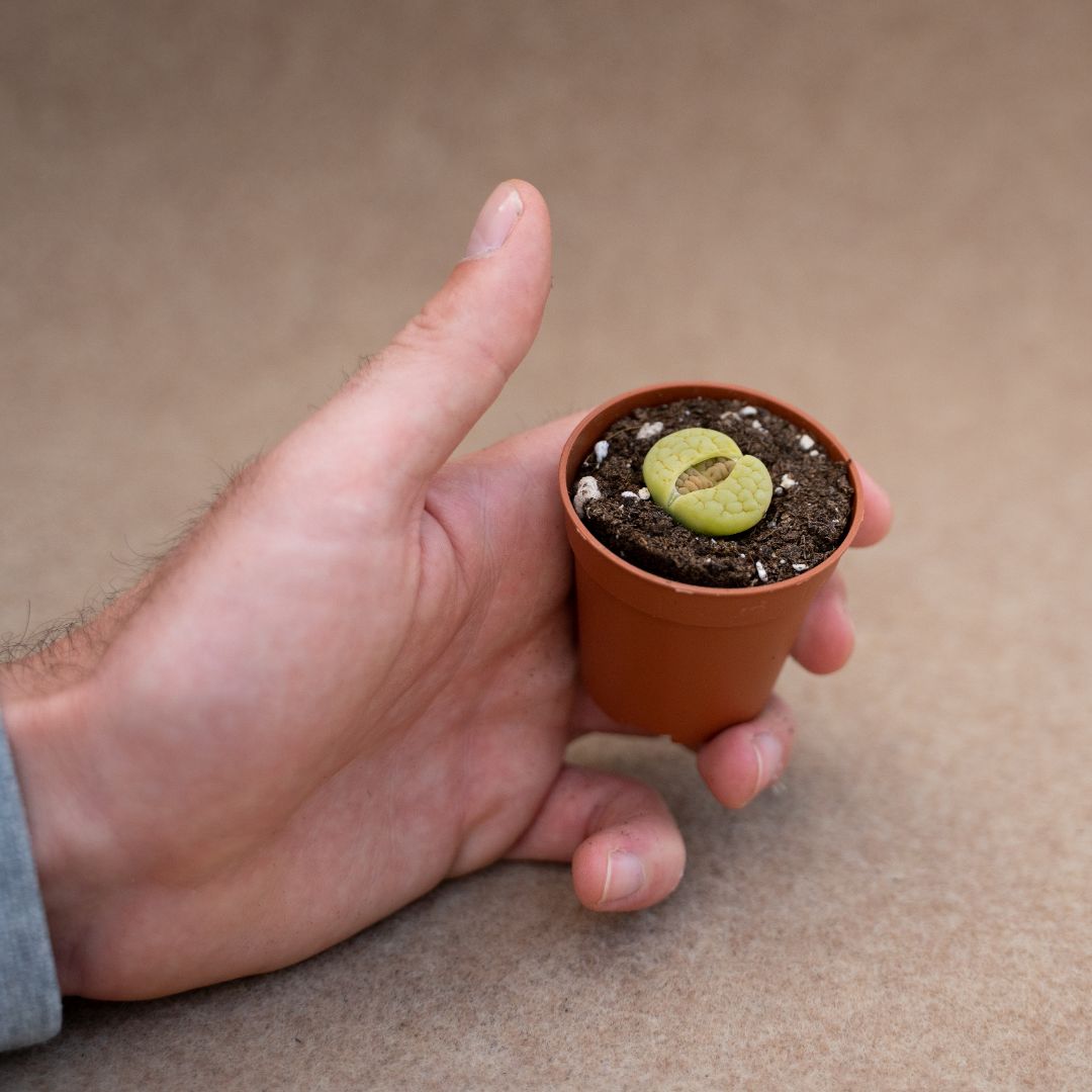 Lithops hookeri lutea aubarede C 038A