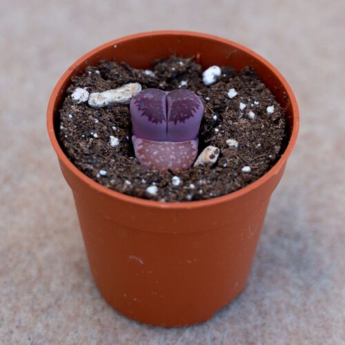 Lithops salicola bacchus