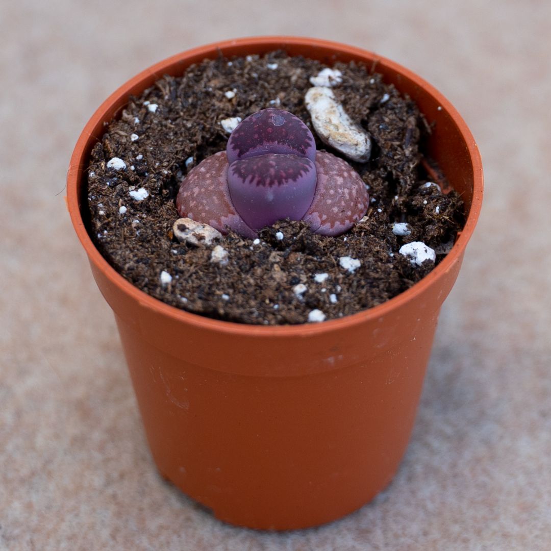 Lithops salicola bacchus