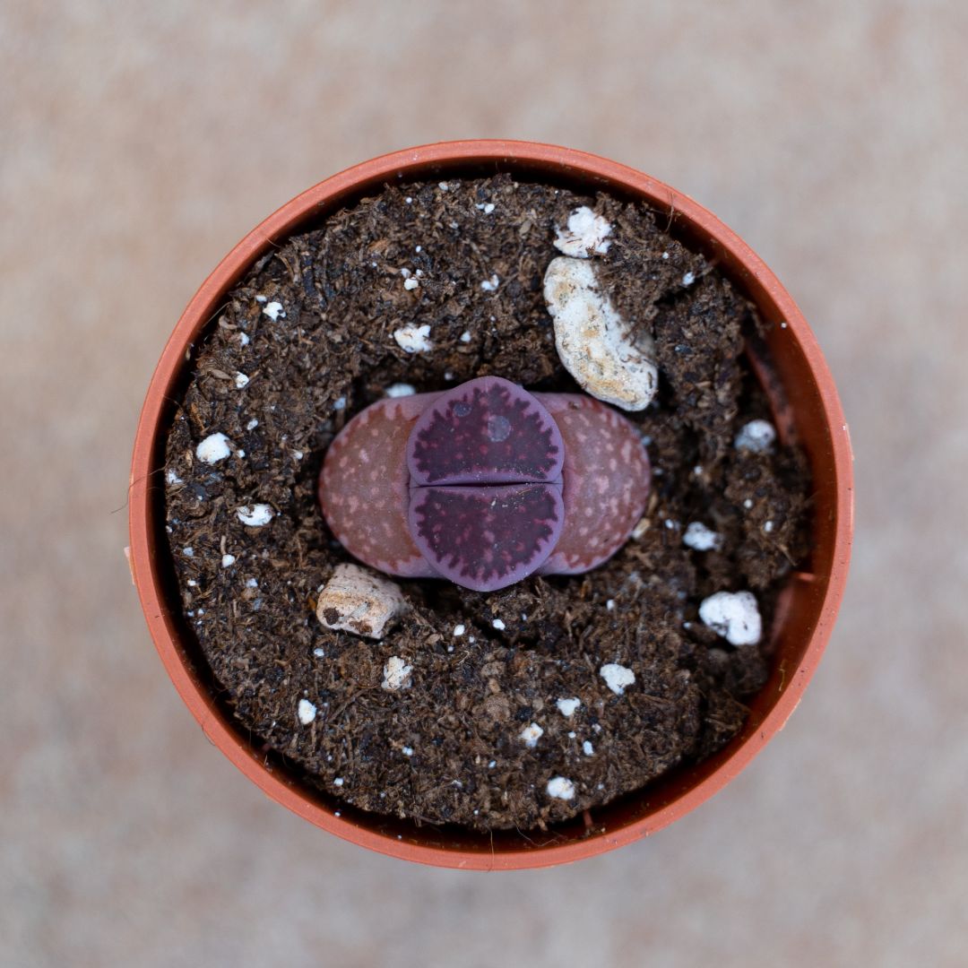 Lithops salicola bacchus