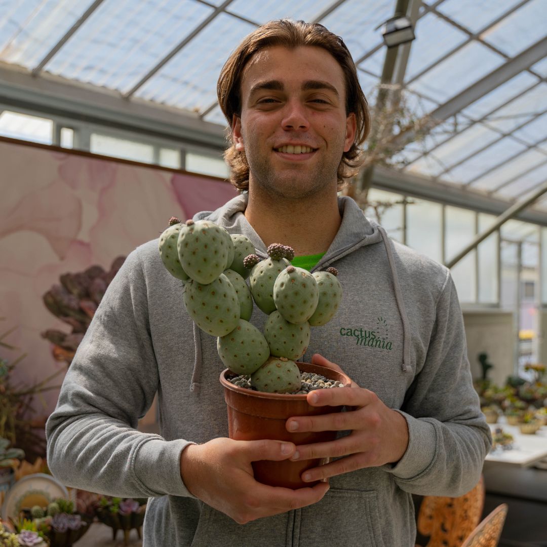 Tephrocactus geometricus 16 palle Ø 15 cm
