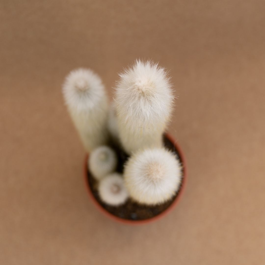 Cleistocactus strausii Ø 17 cm
