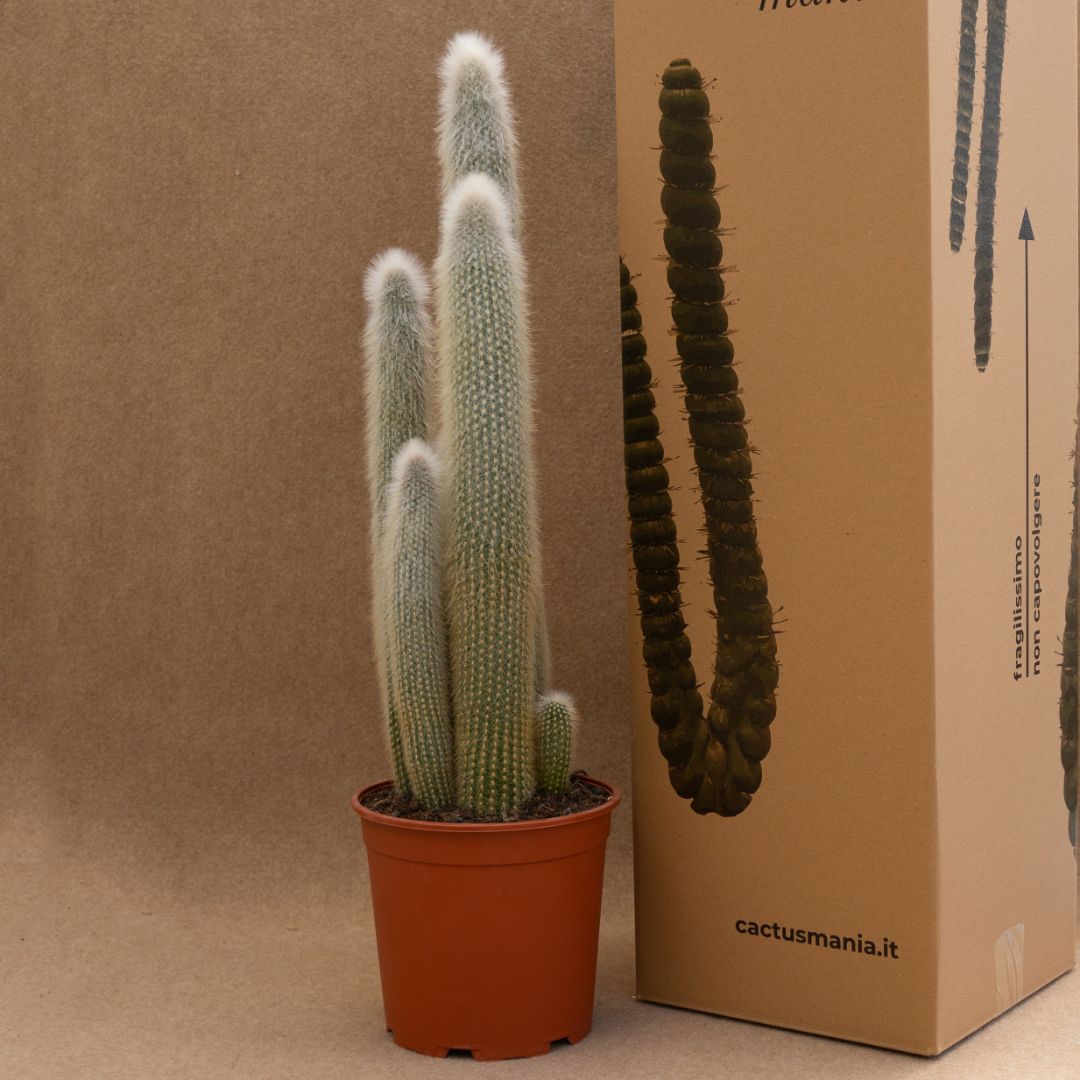 Cleistocactus strausii Ø 17 cm