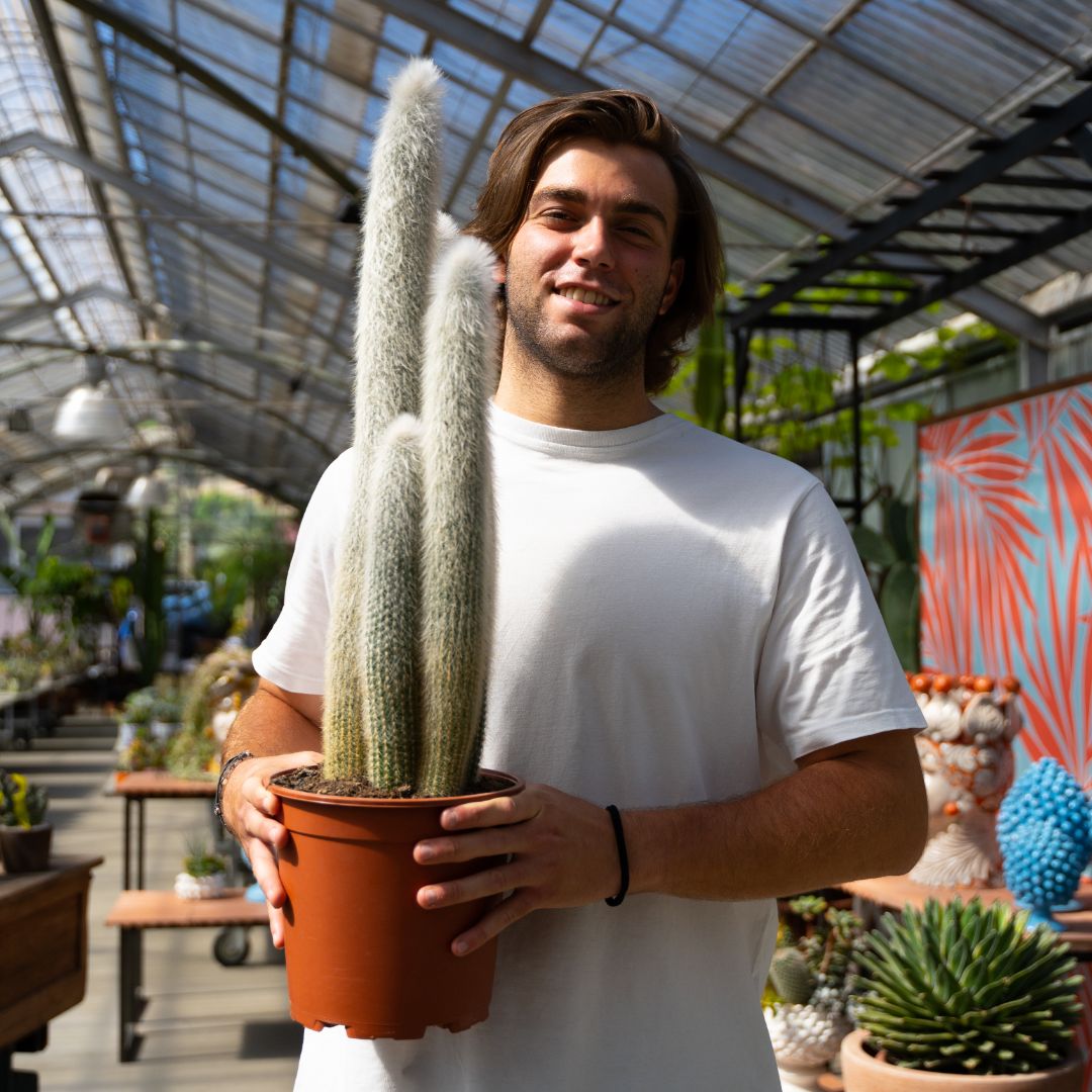 Cleistocactus strausii Ø 17 cm