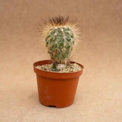 Copiapoa krainziana v. brunispina Ø 10,5 cm