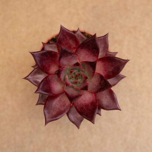 Echeveria atlas Ø 10,5 cm