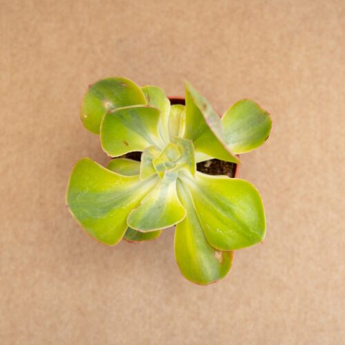 Echeveria Blue Waves variegata Ø 10,5 cm