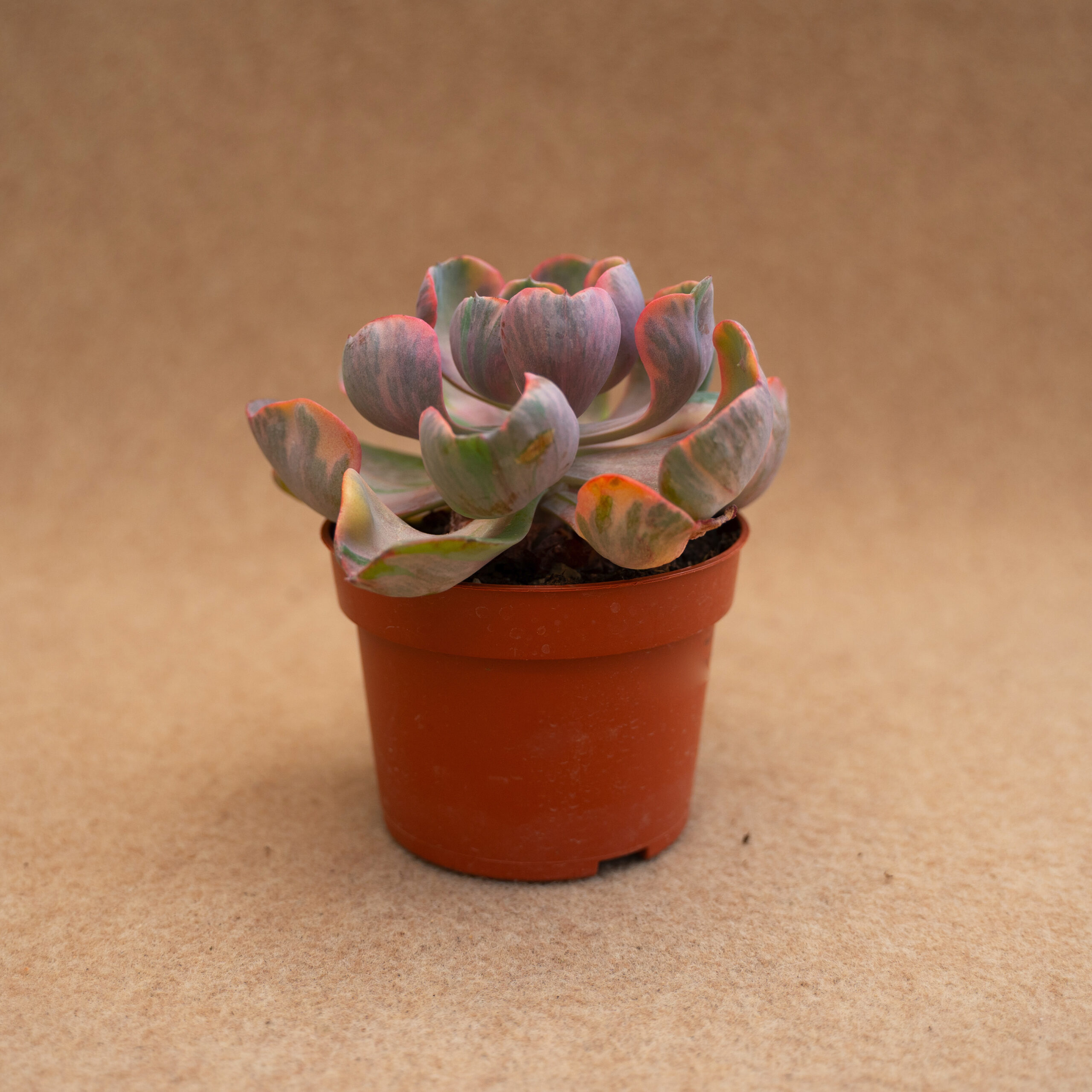 Echeveria cleopatra variegata Ø 10,5 cm