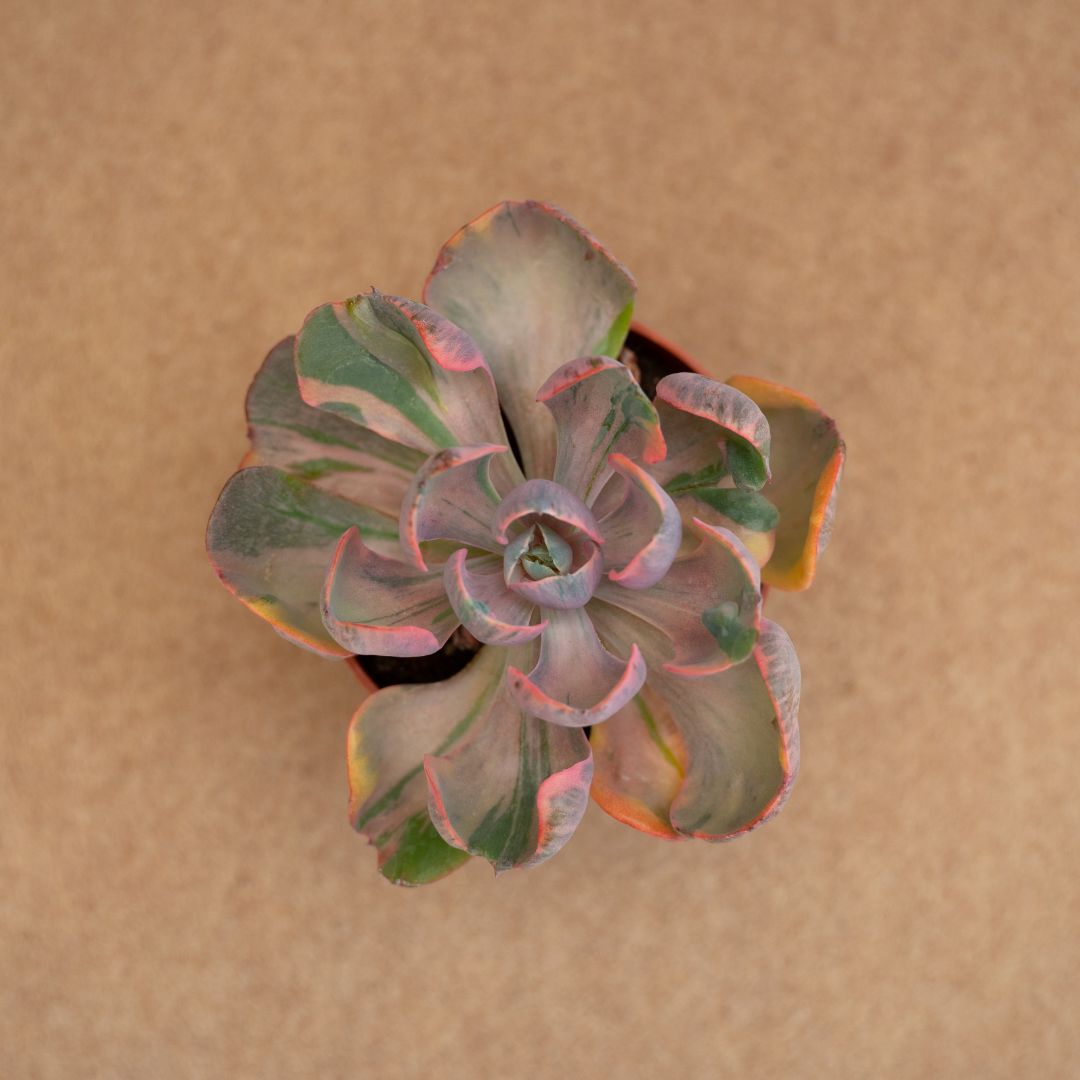 Echeveria Cleopatra variegata Ø 10,5 cm - immagine 2
