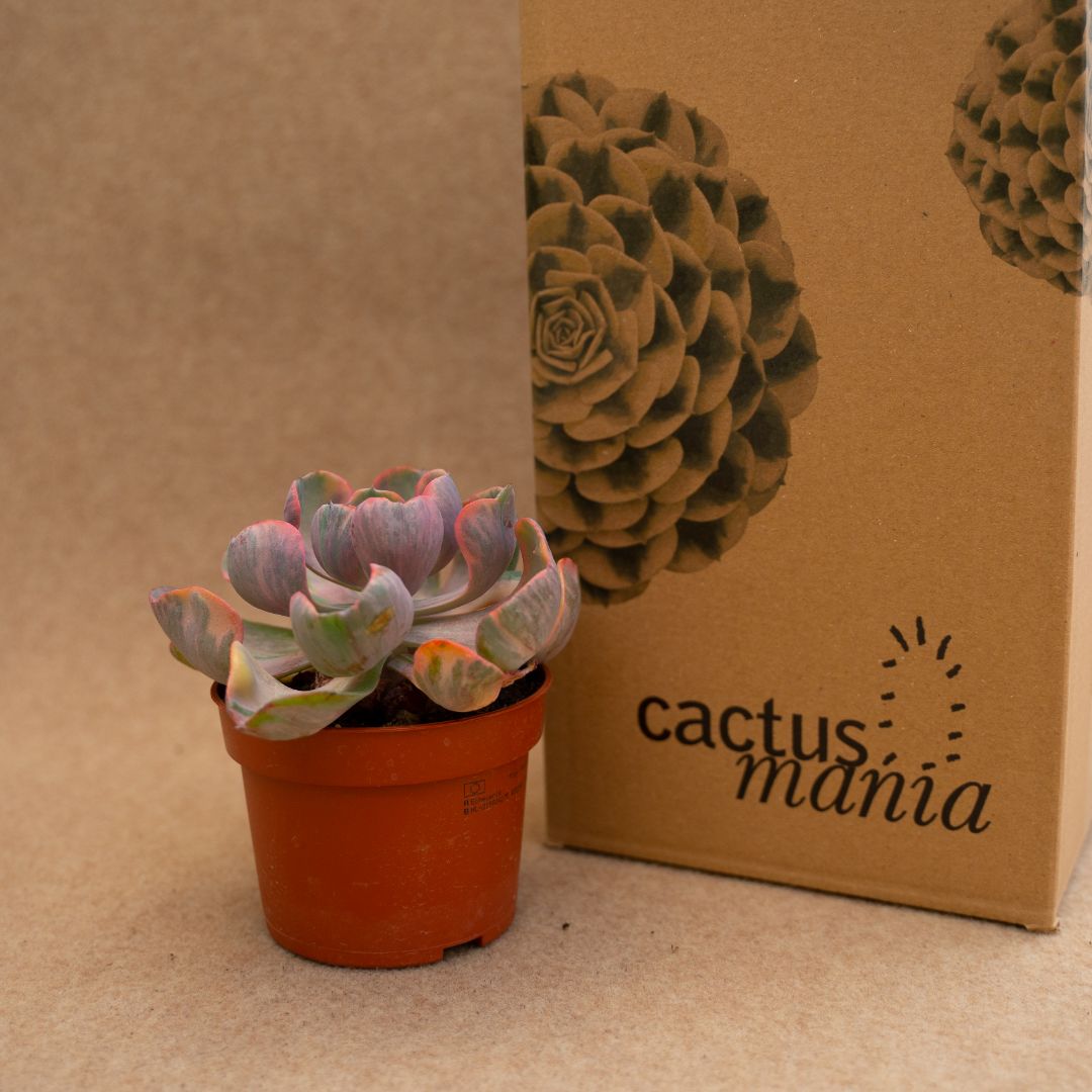 Echeveria Cleopatra variegata Ø 10,5 cm - immagine 3