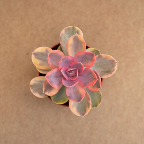 Echeveria Perle von Nürnberg Rainbow Ø 10,5 cm