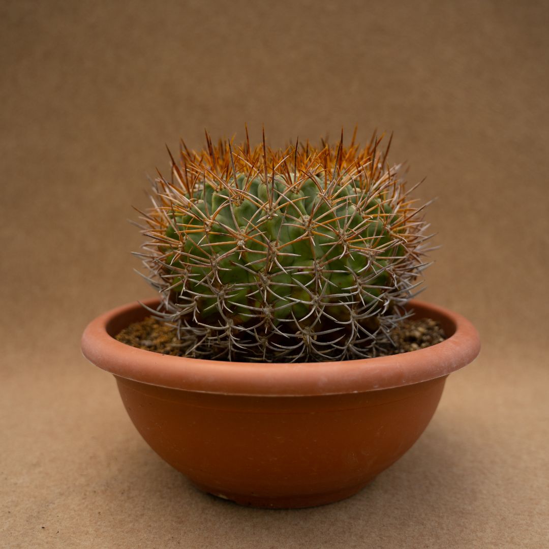 Eriosyce ceratistes Ø 28 cm
