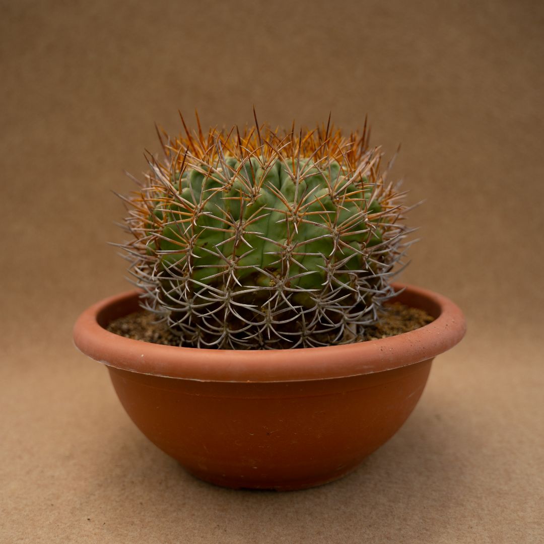 Eriosyce ceratistes Ø 28 cm