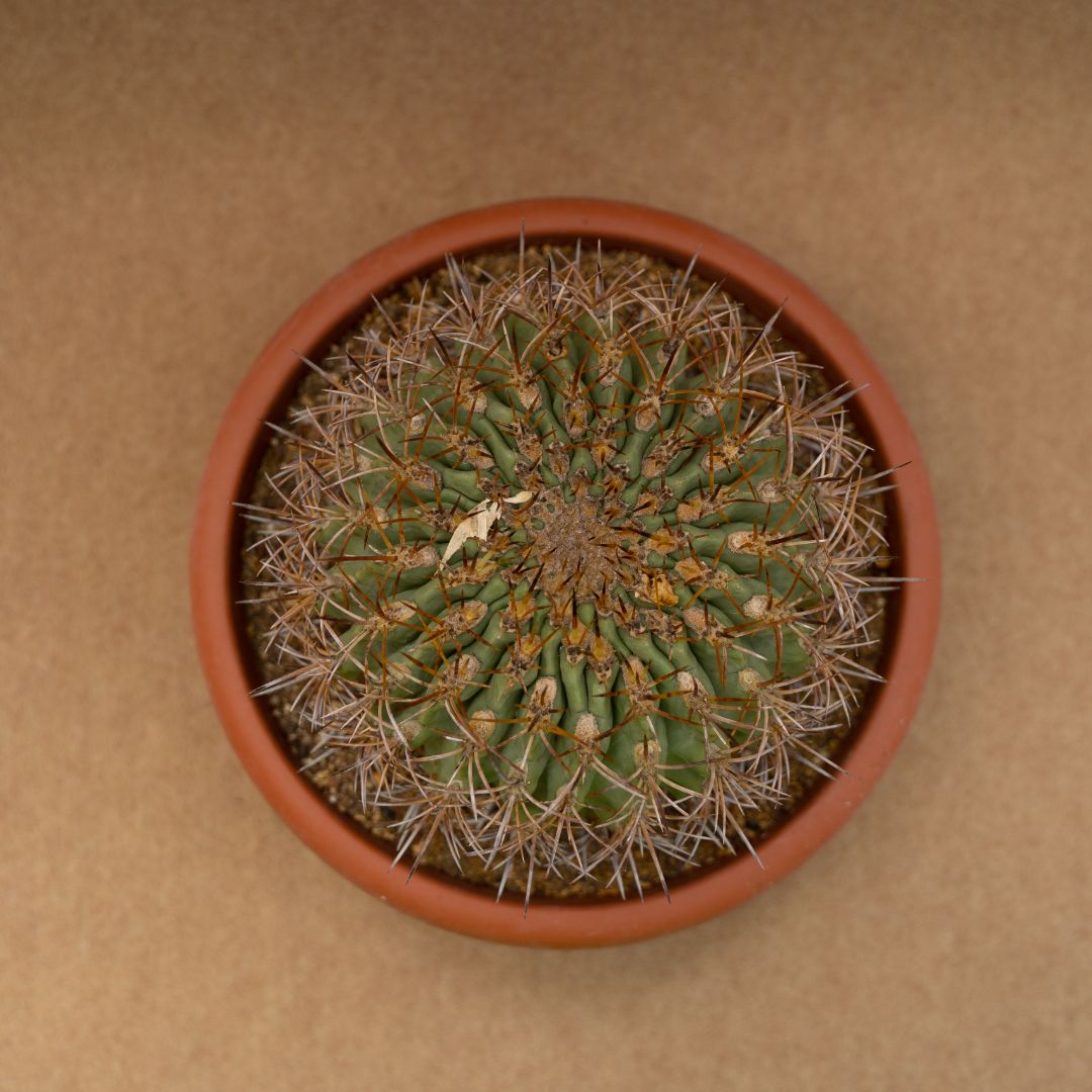 Eriosyce ceratistes Ø 28 cm