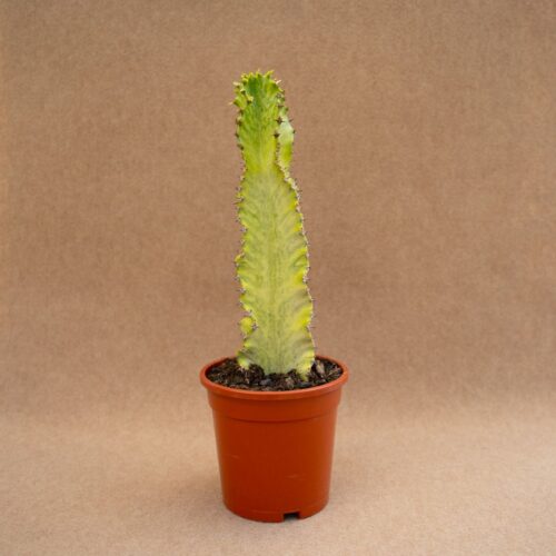 Euphorbia ingens marmorata Ø17 cm