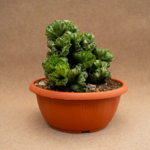 Euphorbia lactea crestata Ø 25 cm