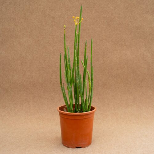 Euphorbia lateriflora Ø 12 cm