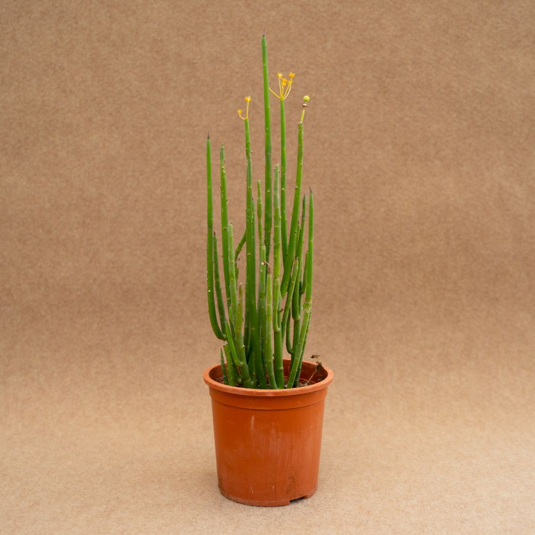 Euphorbia lateriflora Ø 12 cm - immagine 2