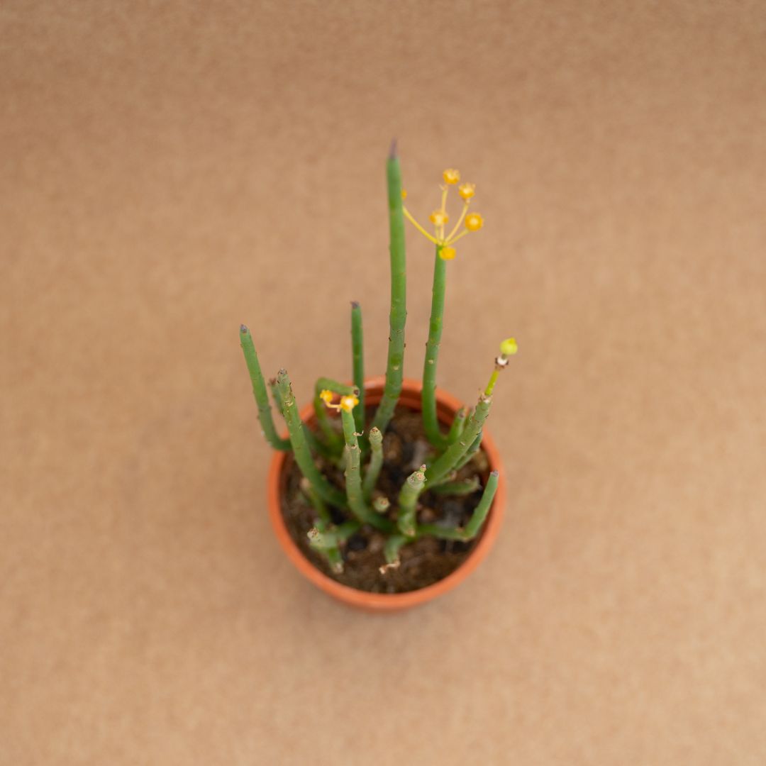 Euphorbia lateriflora Ø 12 cm - immagine 3