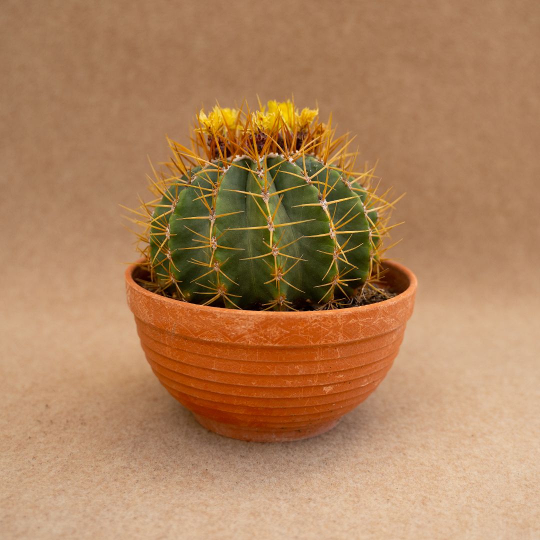 Ferocactus schwarzii Ø 17 cm