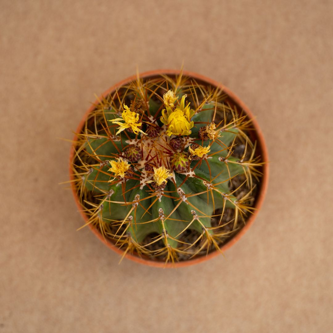 Ferocactus schwarzii Ø 17 cm