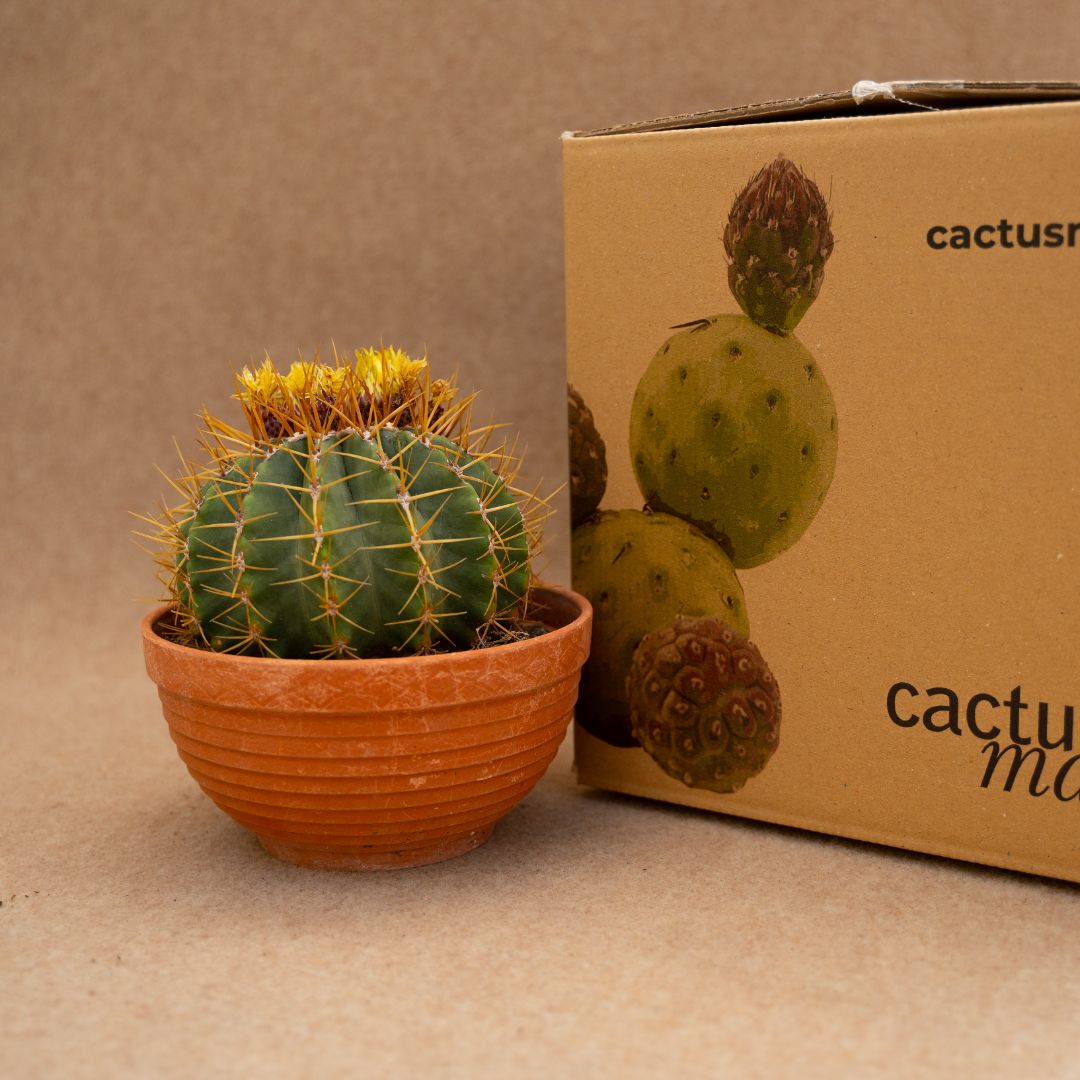 Ferocactus schwarzii Ø 17 cm