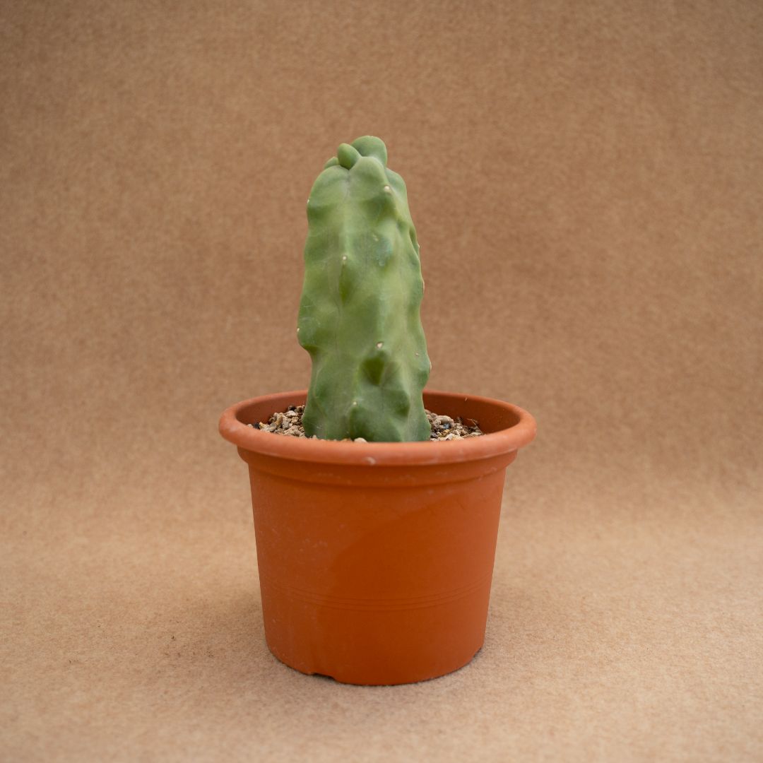 Lophocereus schottii major Mostruoso Ø 18 cm