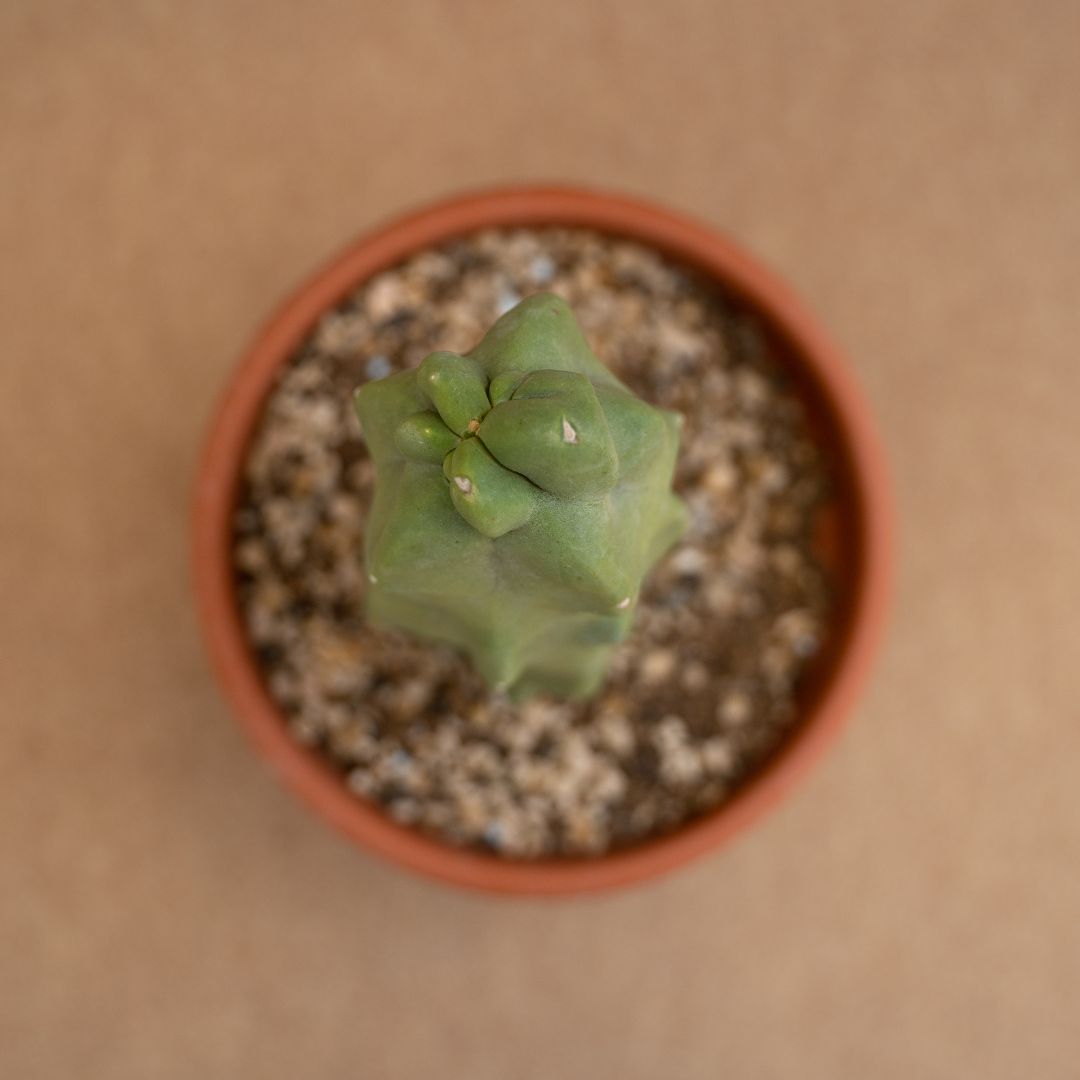 Lophocereus schottii major Mostruoso Ø 18 cm
