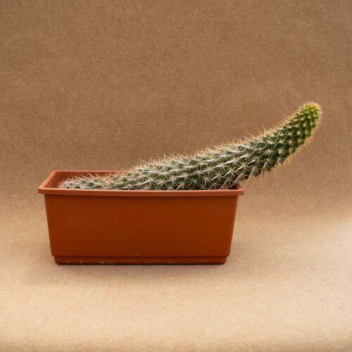 Machaerocereus eruca 35x15 cm