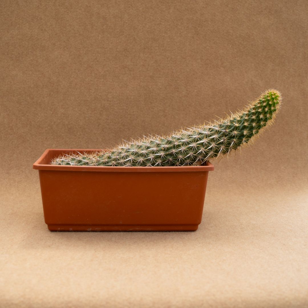 Machaerocereus eruca 35x15 cm